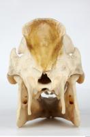 Skull Boar - Sus scrofa 0073